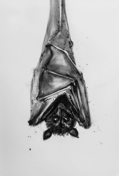 Suspended tusche wash painting by Megan Morgan bat artwork print