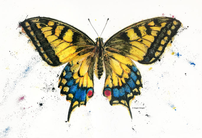 Yellow Swallowtail tusche wash painting by Megan Morgan butterfly art print