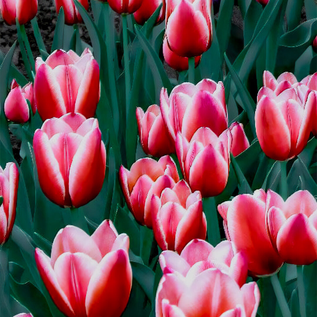 Jim Rabiolo - Chrissy’s Tulips